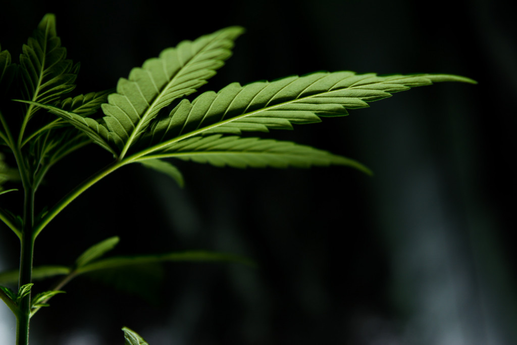 CONITEC tem nova consulta para incorporação de Cannabis medicinal no SUS