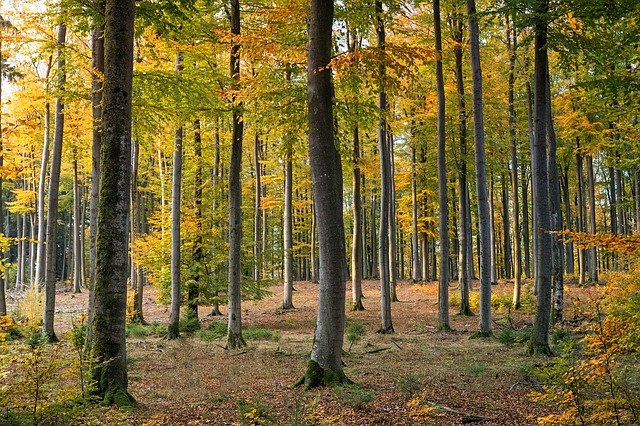 COP26: movimentações no Brasil para a conferência internacional sobre o clima