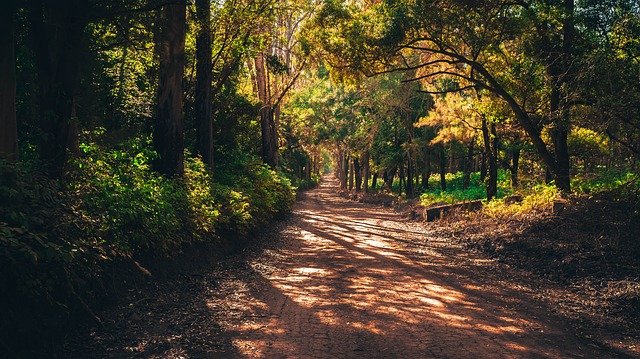 Governadores brasileiros lançam Consórcio Brasil Verde