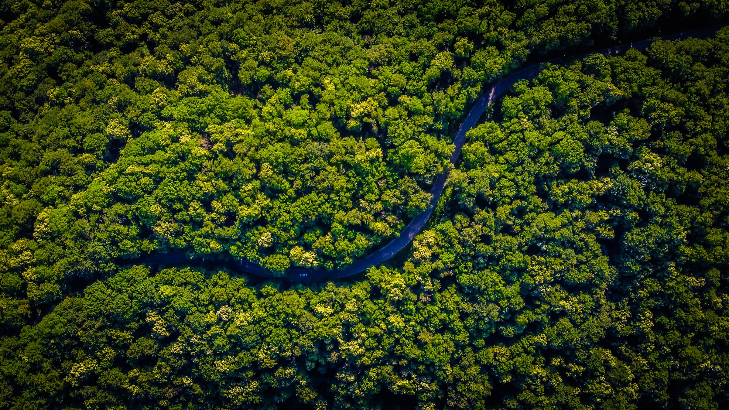 árvores vistas de cima, com um rio estreito cortando a paisagem