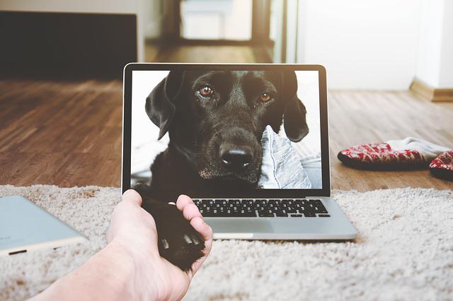 Notebook cinza aberto e apoiado em tapete claro, com um cachorro preto saindo da tela e dando a pata para uma mão à sua frente, branca e adulta.