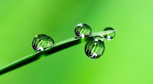 galho com gotas de água em fundo verde, representando a natureza