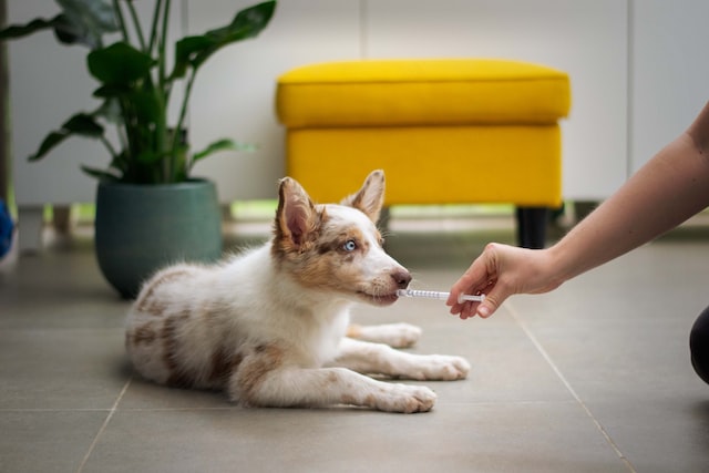 MAPA abre consultas públicas sobre insumos e produtos de uso veterinário