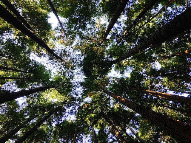 Tronco e folhas de diversas árvores vistas de baixo