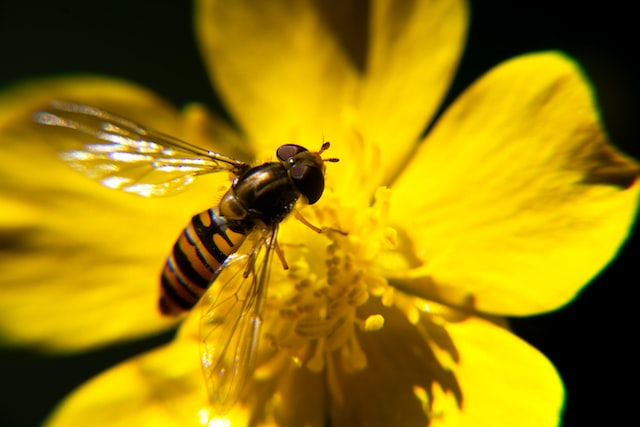 UN biodiversity framework approved at COP15 in Montreal