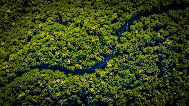 Fundo Amazônia: publicado decreto que retoma estrutura de governança
