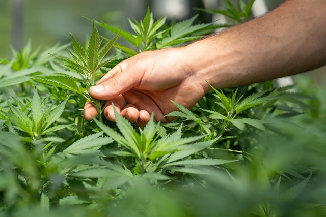 Uma mão segurando a planta cannabis