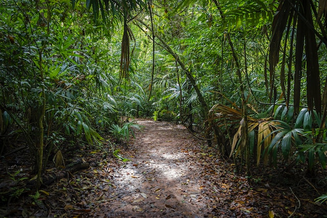 Imagem de uma florestas caminho de terra e muitas plantas verde ao redor