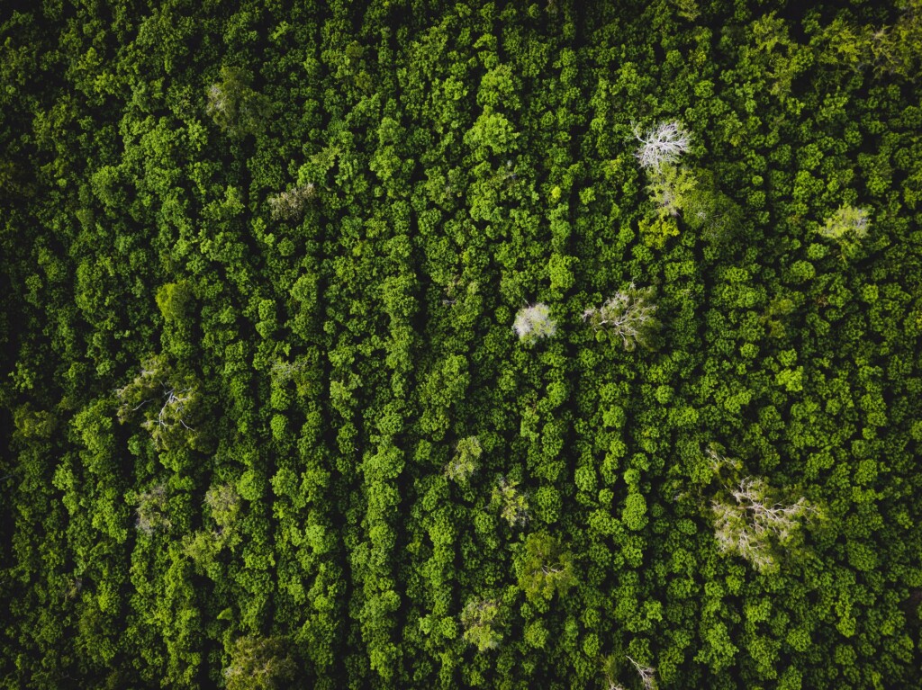 vista aérea, árvores verdes