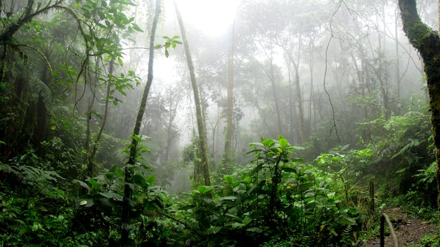 MPF recomenda a suspensão de projetos REDD+ no Amazonas em territórios indígenas e tradicionais