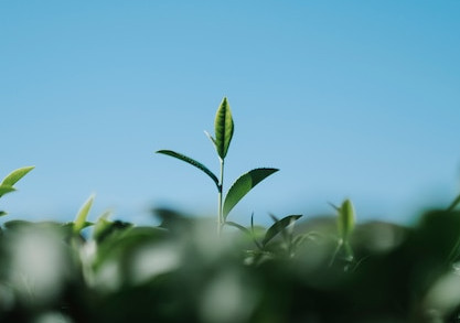 Folha verde