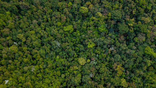 Foto aérea da floresta tropical do Rio de Janeiro, exibindo um verde vibrante e vegetação densa